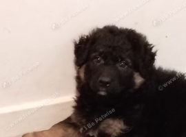 German shepherd puppies