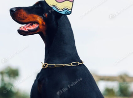 Big euro male dobe