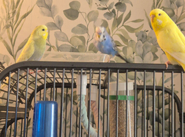 Birds and equipment