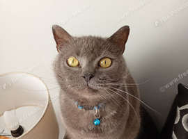 Loving British Blue Male Cat, 6 Years Old &ndash; Forever Home Needed