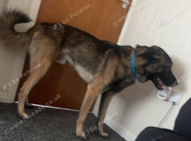 Belgain Mali x caucasian shepherd