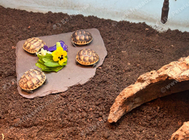 Baby Spur Thighed Tortoises