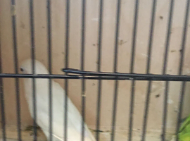 Opaline Fischer lovebirds.