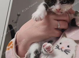 4 beautiful kittens