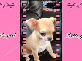 Pedigree chihuahua puppies