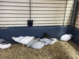 Chinese painted quail eggs
