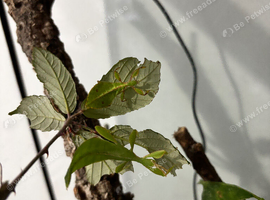 Leaf Insect Nymphs