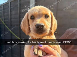 Last male left Yellow Labrador