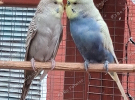 Breeding Pair of budgies