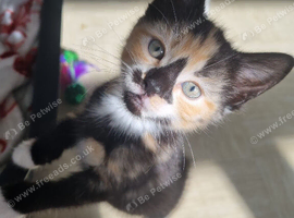 Kittens for sale