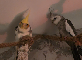 2 cockatiels (not tame)
