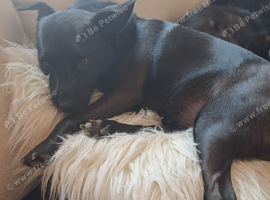 Patterjack