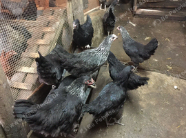 Silver Sussex POL Available