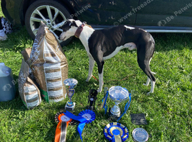 Non kc whippet for stud