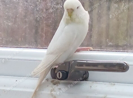 Albino hen