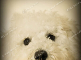 Beautiful female minature poodle