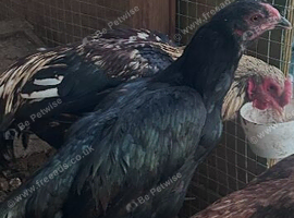 2 x black asil hens