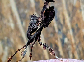 Ghost Mantis Nymphs L3 Praying Mantis