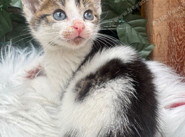 TABBY AND WHITE MALE KITTEN
