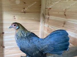Dutch bantams