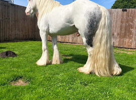 3 year old cob gelding