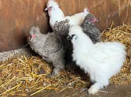 Silkie hens (white & grey)