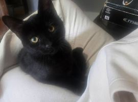Black kitten
