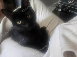 1 kitten