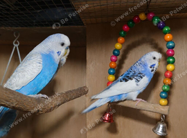 Budgies Breeding Pair