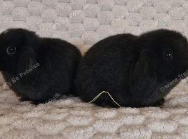 Mini Lop Girls