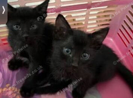 Brother and sister kitten