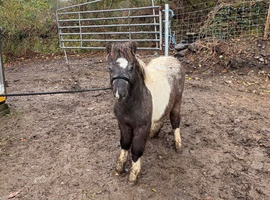 Grey and white spot filly foal