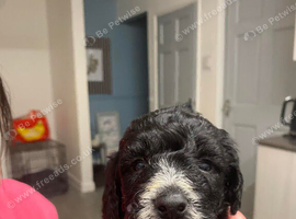 Beautiful litter of five cockerpoo