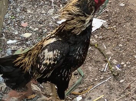 Pakistani aseel