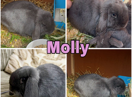 Exceptional Mini Lops! Waiting list open!
