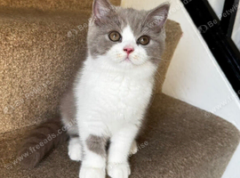 British shorthair kittens