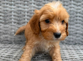 Cockapoo puppies for sale