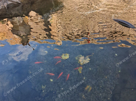 9 small goldfish
