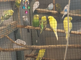 Now have the room to take in any unwanted birds.