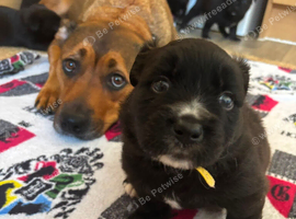 Staffy x peek a pom puppies for sale