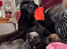 Pug cross