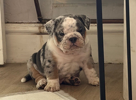 Olde English bulldog puppies