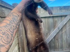15 week old hob polecat