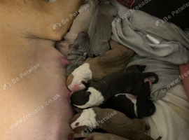 American bulldog puppy's