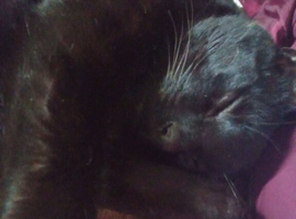 Beautiful male cat for sale