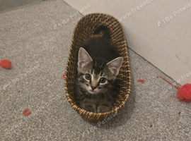 Male kitten looking for a good home