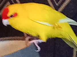 Karakiki