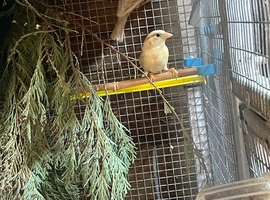Mutation house sparrows greensingers cock Raza canary&rsquo;s