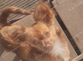 Chihuahua Boy Puppy Looking For New Home