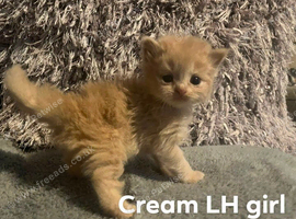 Cream BLH girl ready to view